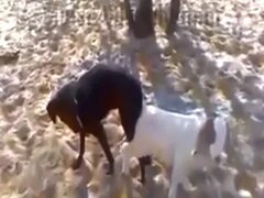 Zoo Porn Videos - Best Animal Sex Clips HD