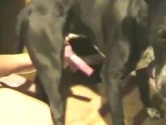 Zoo Porn Clips and Animal Sex