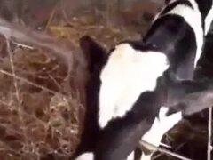 Zoo Sex Run