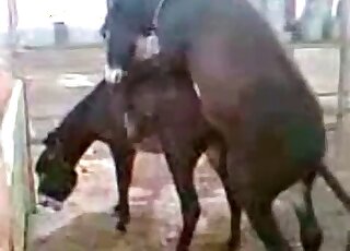 Two young mules fuck in doggy style