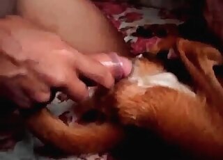 Anal sex with a doggy in the bedroom