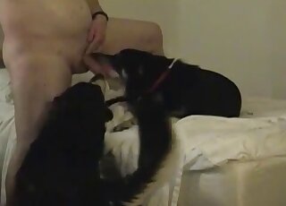 Gay dude measuring dicks with a dog