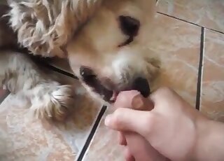 Oral pleasure for a zoophile by a lovely doggo