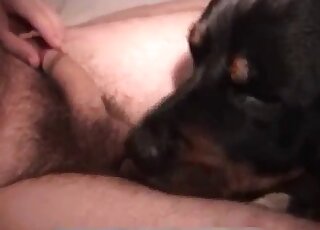 Dog got nicely drilled by male dick