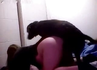 Black retriever fucked her cunt in doggy pose