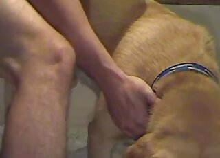 Sweet doggy penetrated hard in doggy pose