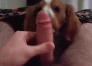 Dude lets this dog suck his hot cock