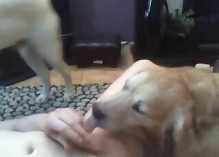 Dog is great at oral pleasuring