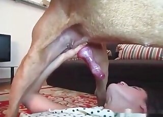 Kinky man is giving a blowjob to his doggo in a close up