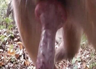 Let's look at that beautiful dog cock