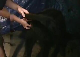 Zoophile stimulates tight anus of a doggy