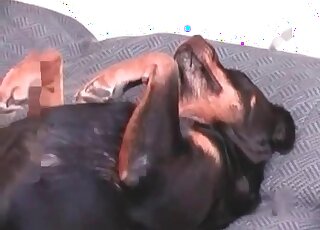 This Doberman is used by zoophiles for blowjobs