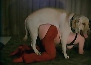 Awesome dog sex action with a zoophile