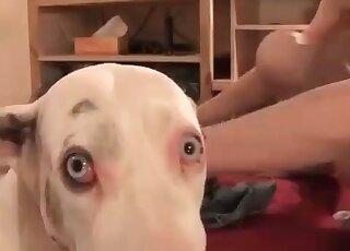 Affected dog gets penetrated so freaking sexy