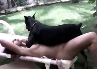 Dominant large Doberman is on top of a horny zoophiliac