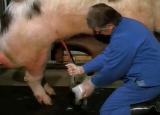 Two pigs have amazing doggy style sex