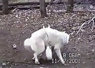 White hounds are having all sorts of sex in the forest