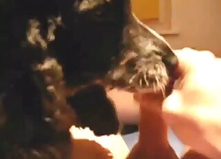 Oral sex for a zoophile by a really cute doggo