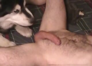 Dick gets licked and sucked by a horny doggo