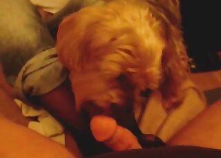 Blowjob in the POV mode for a hot doggy