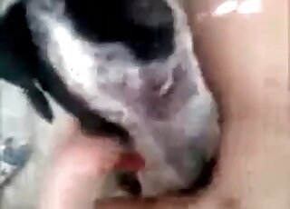 The pussy of this woman is tasted by a horny doggo