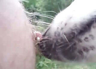 Sweet doggy is licking nipples in the close-up