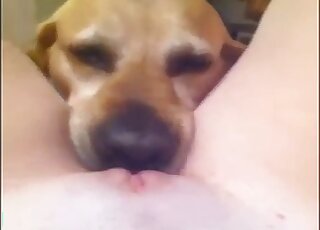 Horny dog really likes to lick a tight hole