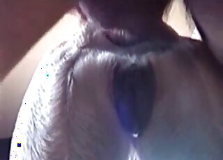 Anal sex with my playful trained doggy