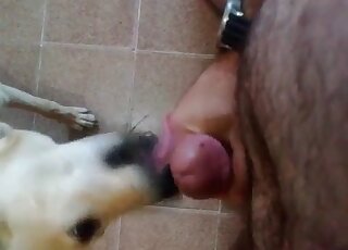 Shameless dude is jerking off in front of his sexy doggie