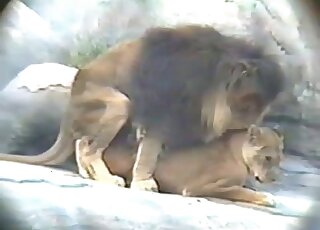 Lion fucks his sexy girlfriend in the doggy style pose