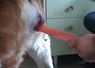 Red dildo used on a dog