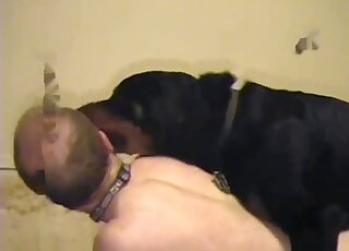 Big black dog drills a perverted guy