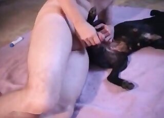 Small black dog fucked in cowboy pose