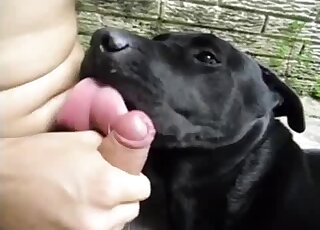 Watch how a sexy doggy is licking a hard boner