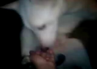 Trained white doggy is enjoying bestiality XXX