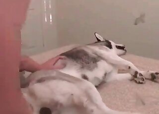 Handsome husky wants to totally stuff this tight pussy
