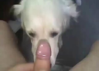 This doggie is not afraid to show off his oral skills