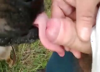 A doggy gets some nice and warm piss in its mouth