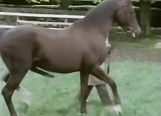 Two horses having amazing sex in doggy pose
