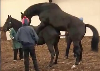 Two horses having amazing sex in doggy pose
