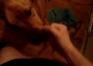 Playful doggy licks my dick with passion