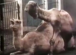 Camels are banging in the doggy style