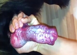 Holding a doggy dick and sucking it