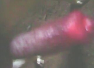 Cute and small red dick of a doggy