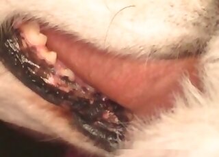 Disgusting amateur bestiality with my doggy