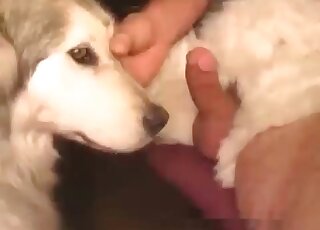 Disgusting amateur bestiality with my doggy