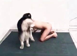 Husky licks a juicy wet booty