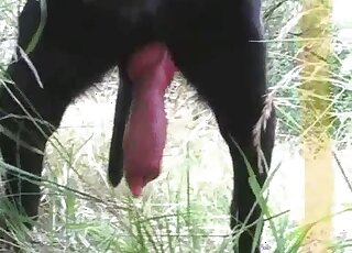 Amazingly horny black hound has a large cock