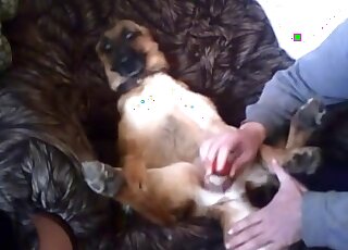 Dog's juicy pussy fucked with a toy