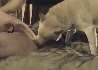 White dog slowly licks my asshole in bed